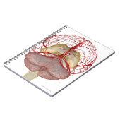 Arterieën van het brein 2 notitieboek (Linkerzijde)