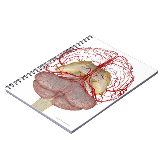 Arterieën van het brein 2 notitieboek (Linkerzijde)