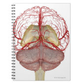 Arterieën van het brein 2 notitieboek (Voorkant)