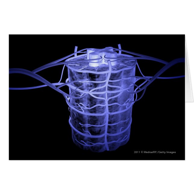 Arteriën rond een deel van de wervelkolom (Voorkant Horizontaal)
