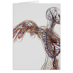 Arteriën, veinen en lymfatisch systeem 2