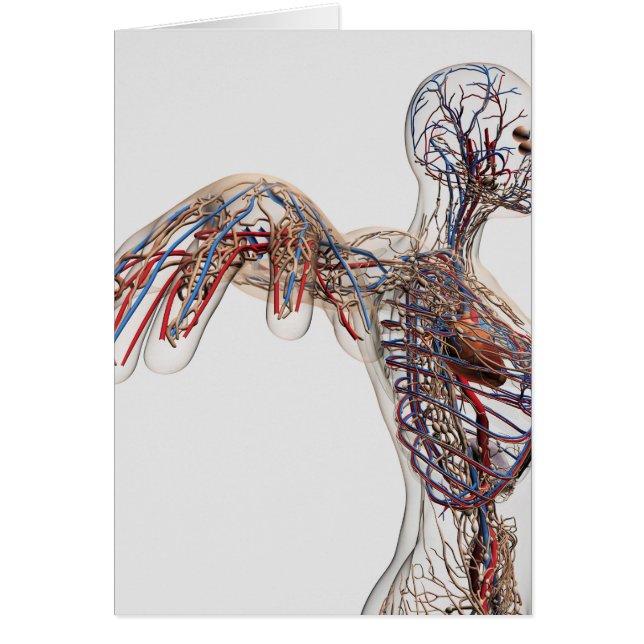 Arteriën, veinen en lymfatisch systeem 2 (Voorkant)