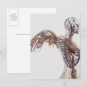 Arteriën, veinen en lymfatisch systeem 2 briefkaart (Voorkant / Achterkant)