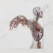 Arteriën, veinen en lymfatisch systeem 2 briefkaart (Voorkant)