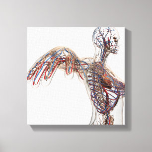 Arteriën, veinen en lymfatisch systeem 2 canvas afdruk