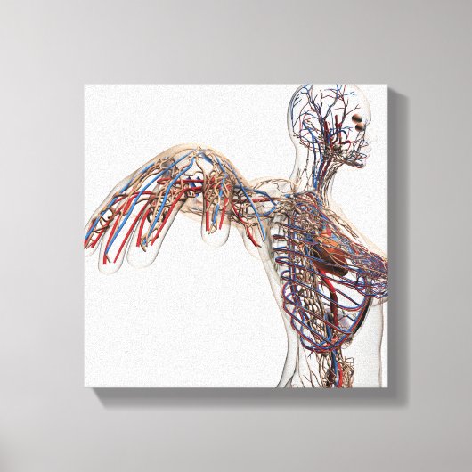 Arteriën, veinen en lymfatisch systeem 2 canvas afdruk (Voorkant)