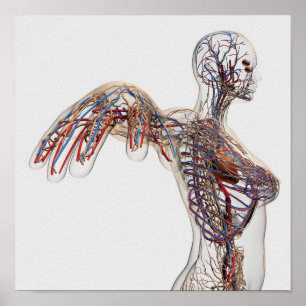 Arteriën, veinen en lymfatisch systeem 2 poster
