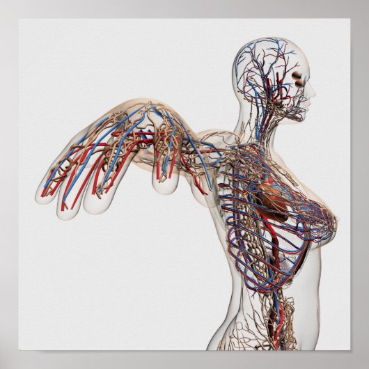 Arteriën, veinen en lymfatisch systeem 2 poster (Voorkant)