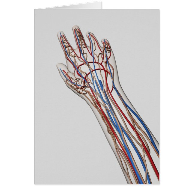 Arteriën, veinen en lymfatisch systeem 3 (Voorkant)