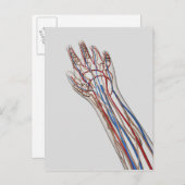 Arteriën, veinen en lymfatisch systeem 3 briefkaart (Voorkant / Achterkant)