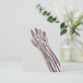 Arteriën, veinen en lymfatisch systeem 3 briefkaart (Staand voorkant)