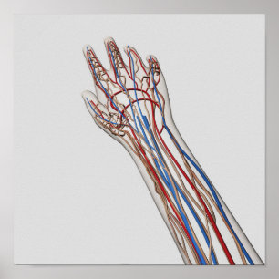 Arteriën, veinen en lymfatisch systeem 3 poster