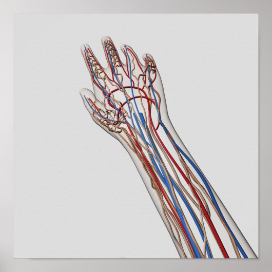 Arteriën, veinen en lymfatisch systeem 3 poster (Voorkant)