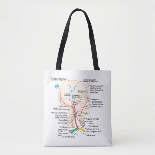 Arteries van het Tas van het hoofd en de nek (Voorkant)