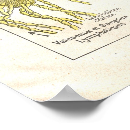 Arteries, Veins Lymfatica Anatomie Poster Frans (Hoek)