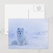 Artic Baby Fox Briefkaart (Voorkant / Achterkant)