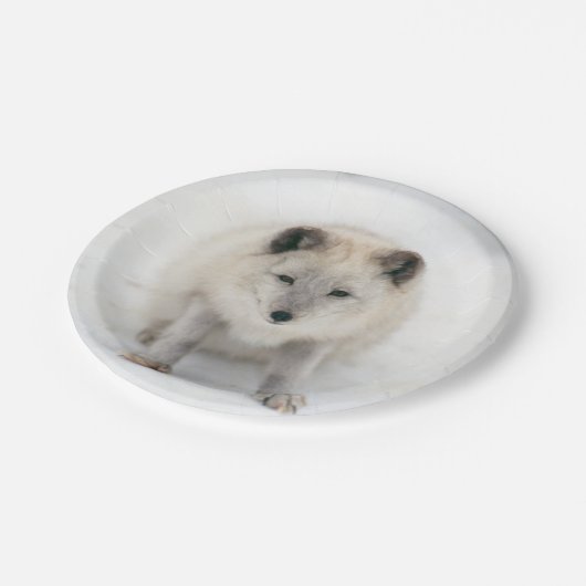 Artic Fox Papieren Bordje (Gekanteld)