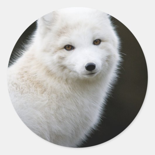 Artic Fox Ronde Sticker (Voorkant)