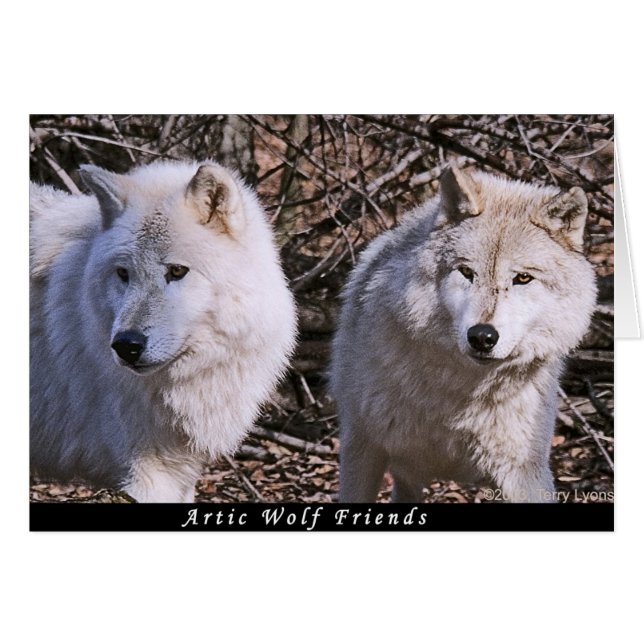 Artic Wolf Buddies (Voorkant Horizontaal)
