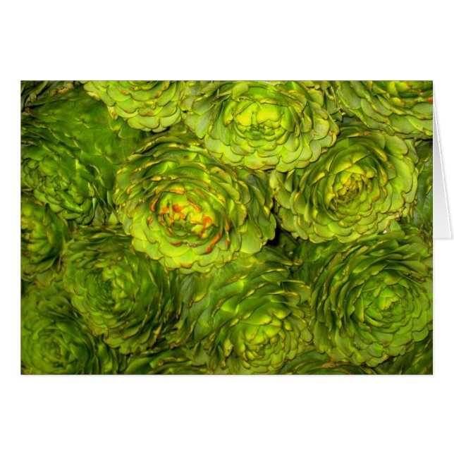 Artichoke Boutique (Voorkant Horizontaal)