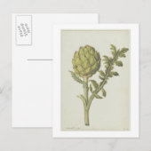 Artichoke: Cynara scolymus, c.1568 Briefkaart (Voorkant / Achterkant)