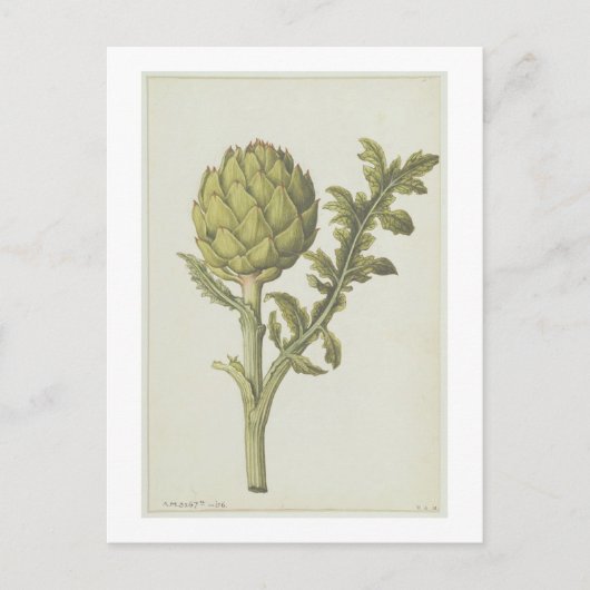 Artichoke: Cynara scolymus, c.1568 Briefkaart (Voorkant)