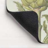 Artichoke: Cynara scolymus, c.1568 Muismat (Hoek)