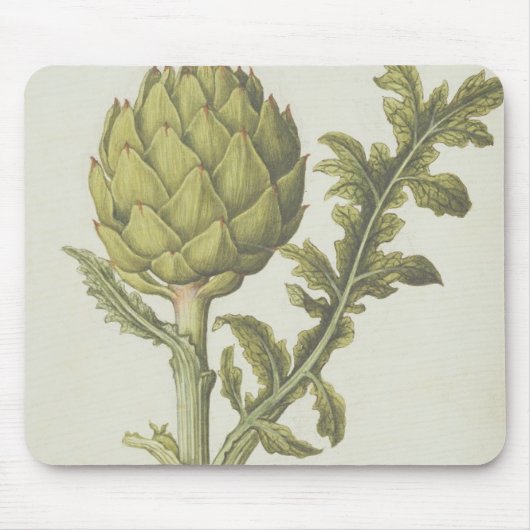 Artichoke: Cynara scolymus, c.1568 Muismat (Voorkant)