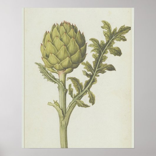 Artichoke: Cynara scolymus, c.1568 Poster (Voorkant)