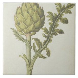 Artichoke: Cynara scolymus, c.1568 Tegeltje