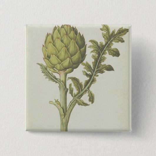 Artichoke: Cynara scolymus, c.1568 Vierkante Button 5,1 Cm (Voorkant)