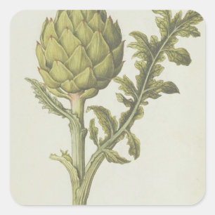 Artichoke: Cynara scolymus, c.1568 Vierkante Sticker