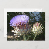 Artichoke Flowers Briefkaart (Voorkant / Achterkant)