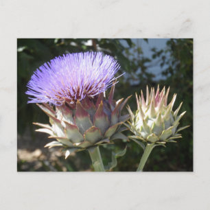 Artichoke Flowers Briefkaart