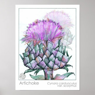 Artichoke Plant Purple Flowers medicinale kruidenk Poster