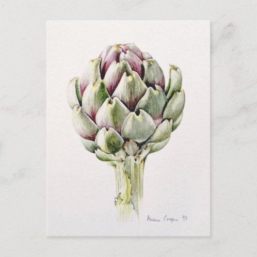 Artichoke Study 1993 Briefkaart (Voorkant)