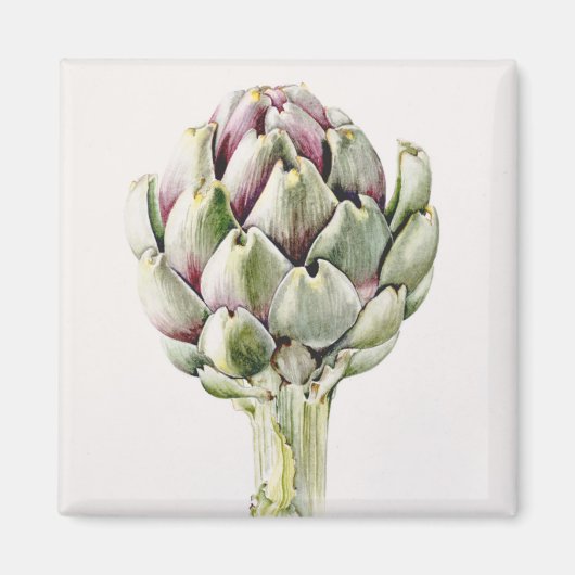 Artichoke Study 1993 Magneet (Voorkant)
