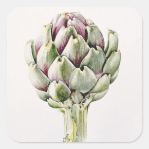 Artichoke Study 1993 Vierkante Sticker