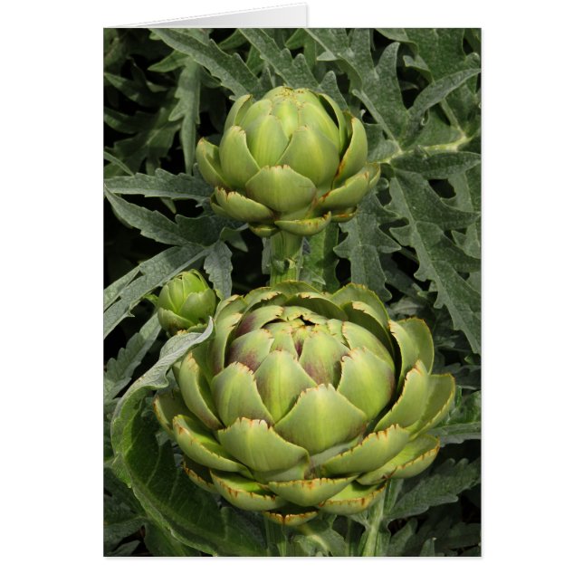 Artichokes (Voorkant)