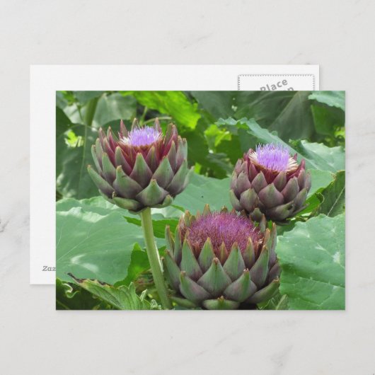 Artichokes in het Briefkaart Bloom (Voorkant / Achterkant)