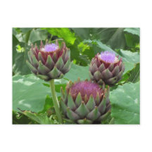 Artichokes in het Briefkaart Bloom