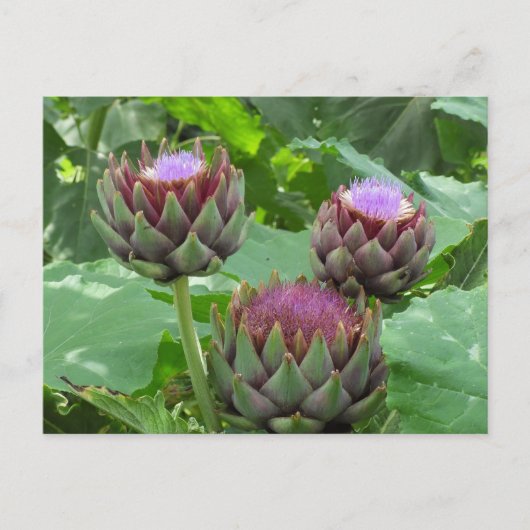 Artichokes in het Briefkaart Bloom (Voorkant)