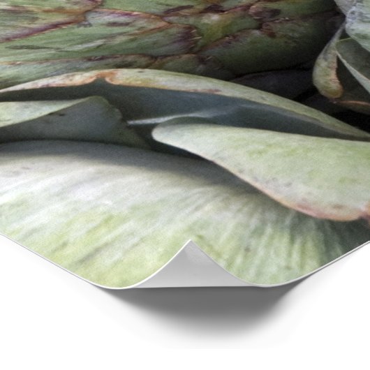 Artichokes Poster (Hoek)