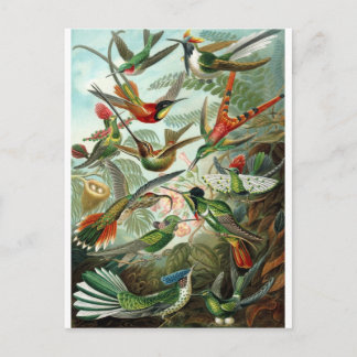 artiest Ernst Haeckel Briefkaart