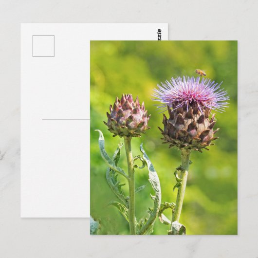 Artisjokdistel Briefkaart (Voorkant / Achterkant)