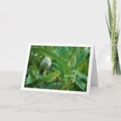 Artisjokdistel Plant Kaart (Voorkant)