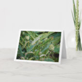 Artisjokdistelplanten Kaart (Voorkant)