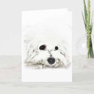 Artistieke Bichon spp. Kaart