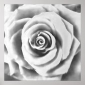 Artistieke Big White Rose Poster (Voorkant)