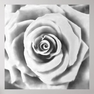 Artistieke Big White Rose Poster